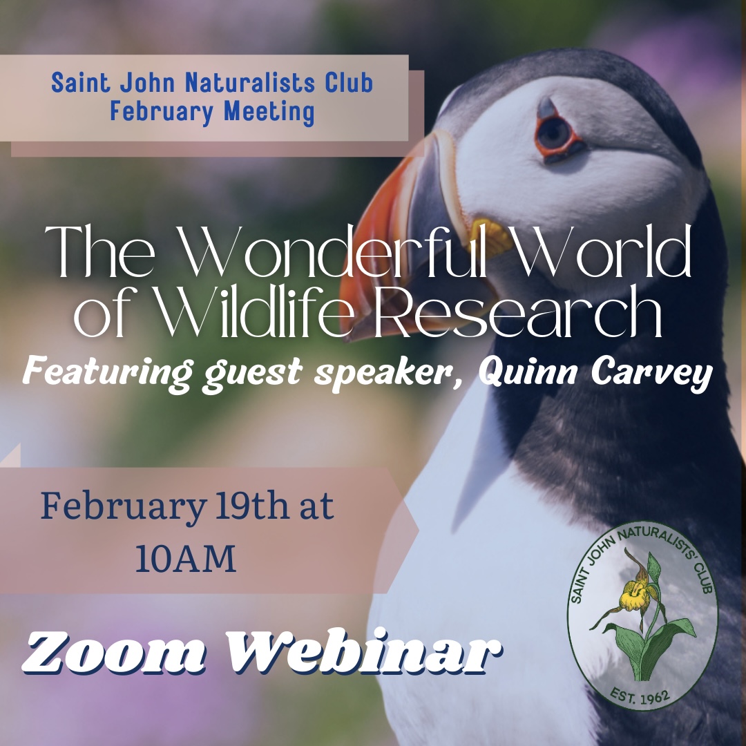 Saint John Naturalists Club February Meeting: The Wonderful World of Wildlife Research